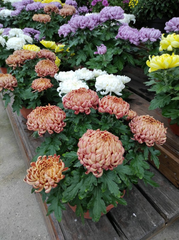 Chysanthèmes de la Toussaint