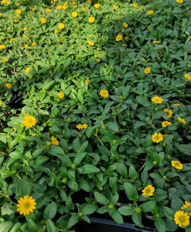 Vente des plantes annuelles