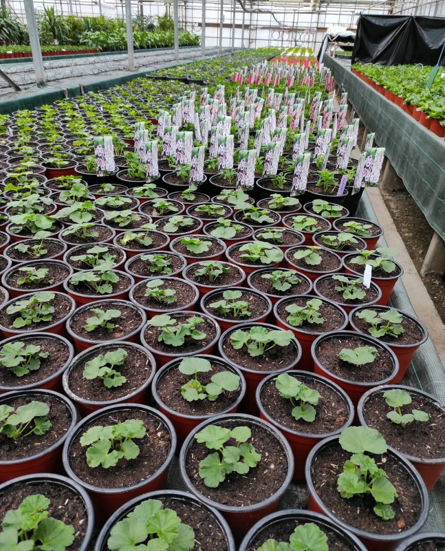 Vente de plantes de printemps