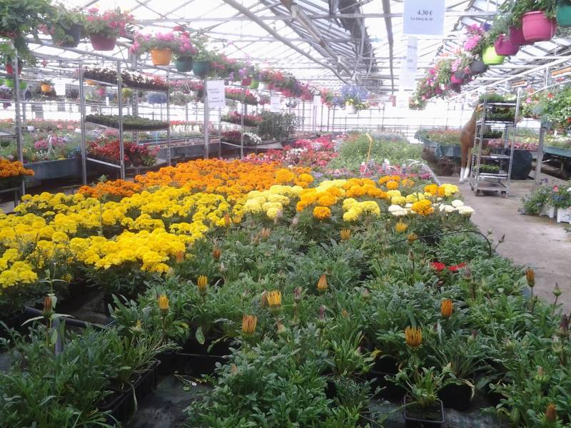 Plantes Automnales & Printanières