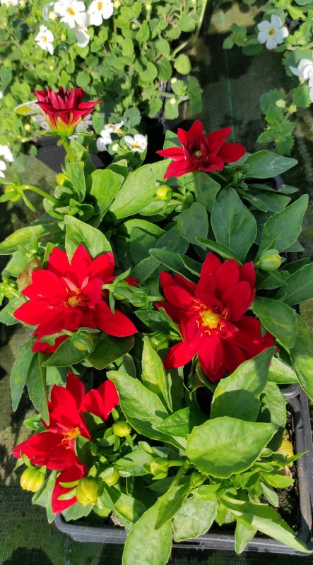 Vente des plantes annuelles