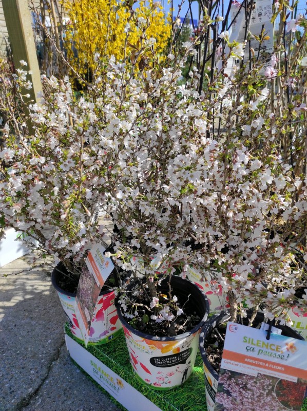 Silence ça pousse !