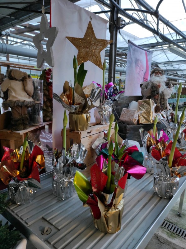 Les végétaux de Noël s'invitent dans notre serre
