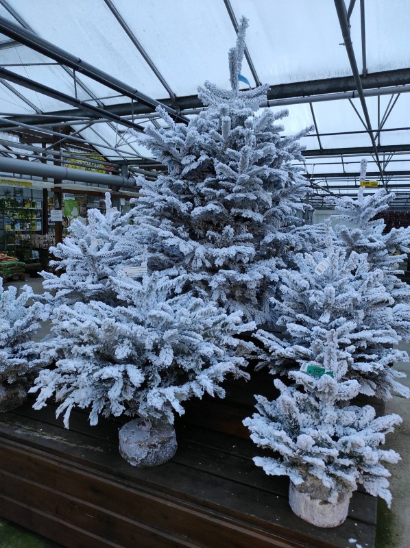Vente de sapins Nordmann et Épicéa