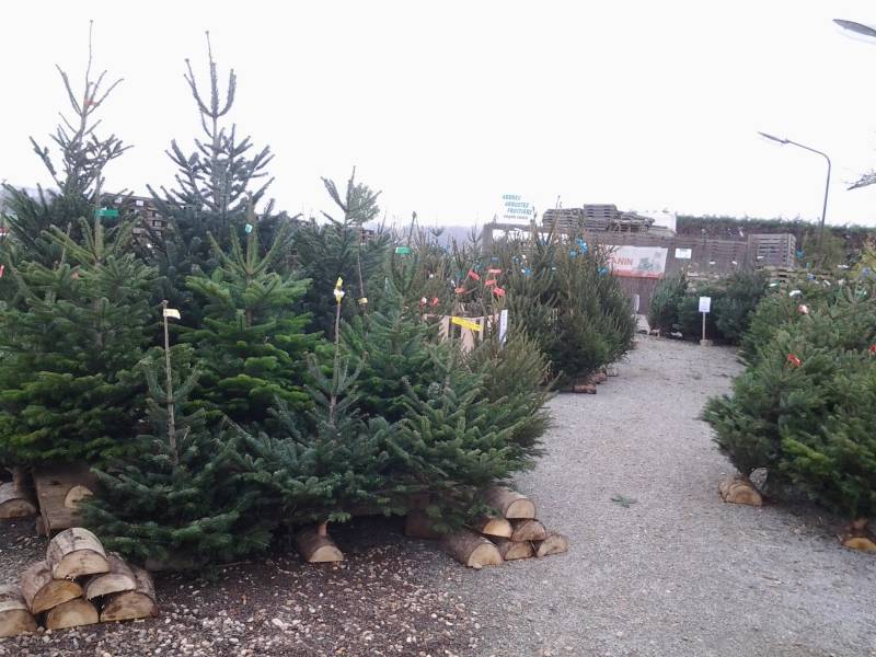 Vente de sapins de noël de qualité proche Le Havre