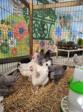 Notre zone d'activité pour ce service Se faire conseiller lors du choix d'un olivier ou d'un arbre fruitier