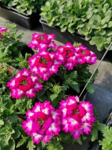 Notre zone d'activité pour ce service Trouver une jardinerie près de Bolbec 76210 pour acheter des camélias