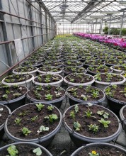 Notre zone d'activité pour ce service Jardinerie pour acheter des géraniums près de Goderville 76110