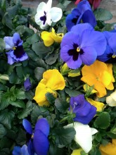 Notre zone d'activité pour ce service Acheter du terreau à Fécamp 76400