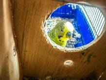 Notre zone d'activité pour ce service Jardinerie pour acheter des géraniums près de Goderville 76110