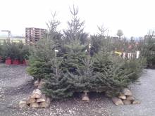 Notre zone d'activité pour ce service Trouver une jardinerie près de Bolbec 76210 pour acheter des camélias